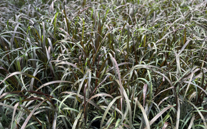 pennisetum purpureum "vertigo"